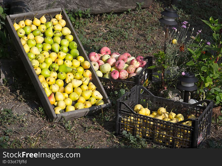 Fruits harvested in the vegetable garden in August. Fruits harvested in the vegetable garden in August