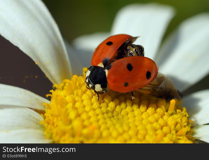 Ladybird