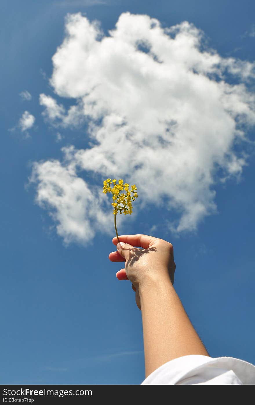 Blue sky,white cloud,Flowers. Blue sky,white cloud,Flowers.