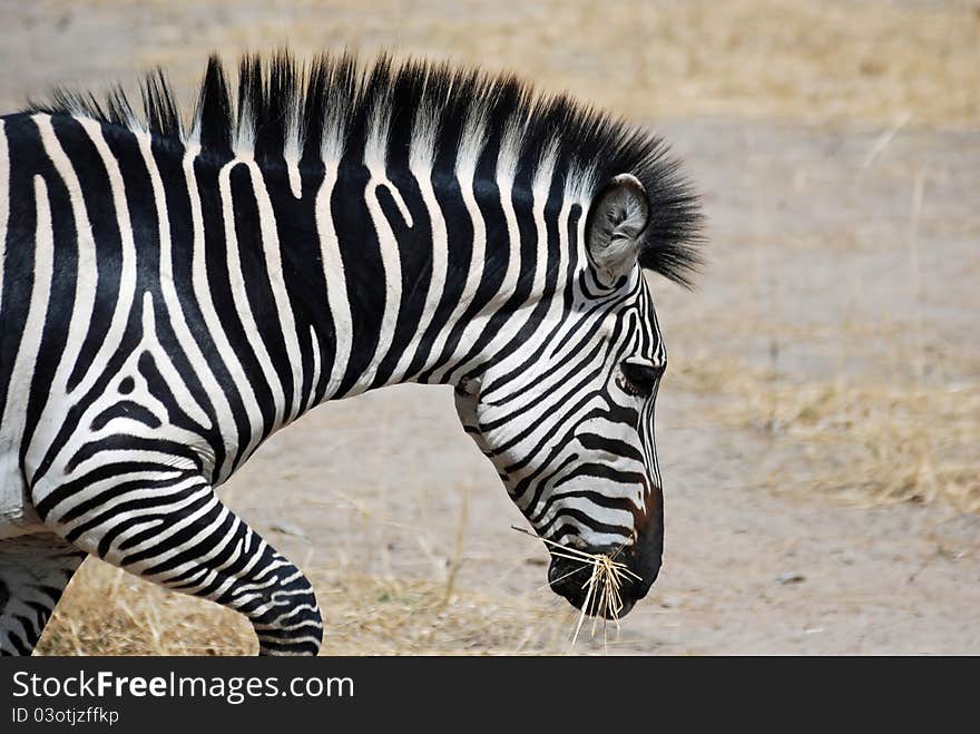 Plain Zebra - Equus quagga, formerly Equus burchelli, also known as the common zebra or Burchells zebra(head detail) running with dry grass in mouth - Ruaha National Park - South Tanzania - Africa. Plain Zebra - Equus quagga, formerly Equus burchelli, also known as the common zebra or Burchells zebra(head detail) running with dry grass in mouth - Ruaha National Park - South Tanzania - Africa