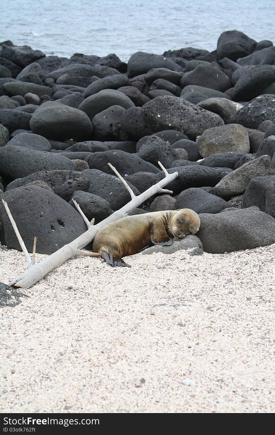 A sea lion sleeping on the beach of the Galapagos Islands. A sea lion sleeping on the beach of the Galapagos Islands