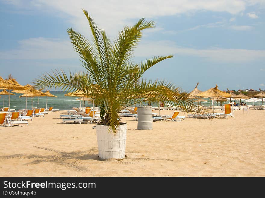 Palm on beach