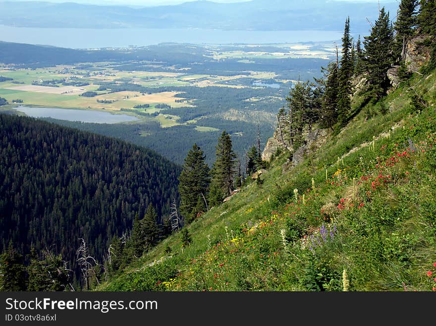 Wildflowers Above the Valley