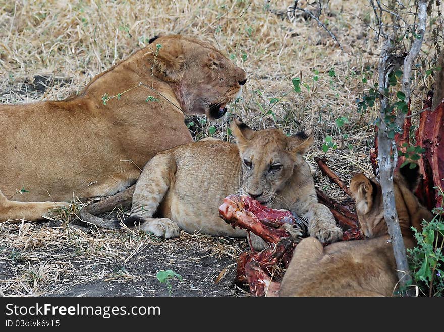 Prey (zebra) Eating Lionesses - Lions - Tanzania