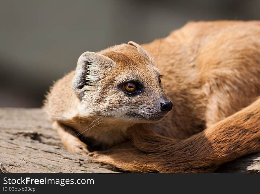 Red Meerkat, is a small mammal averaging about 1 lb (1/2 kg) in weight and about 20 in (500 mm) in length. A member of the mongoose family. Red Meerkat, is a small mammal averaging about 1 lb (1/2 kg) in weight and about 20 in (500 mm) in length. A member of the mongoose family.