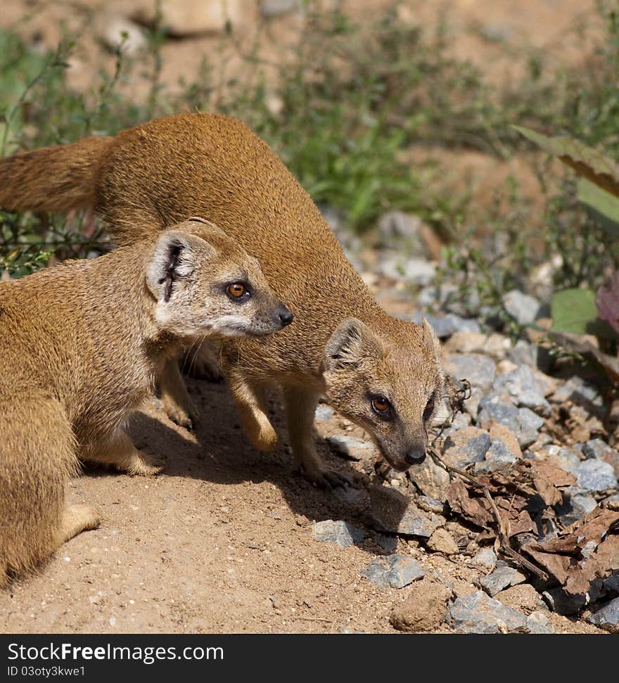 Yellow Mongoose (Cynictis penicillata)