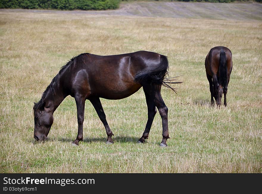 Horses are feeding in steppe