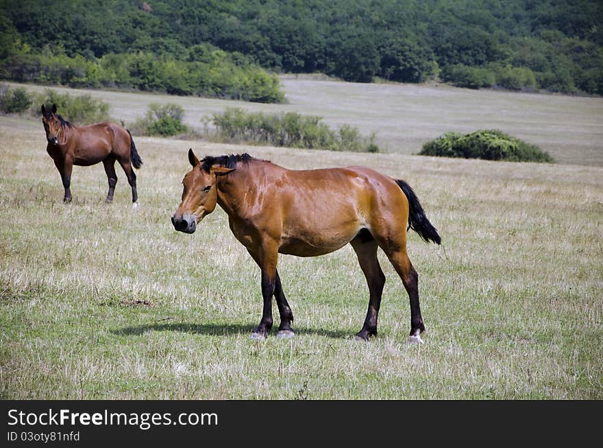 Horses are feeding in steppe