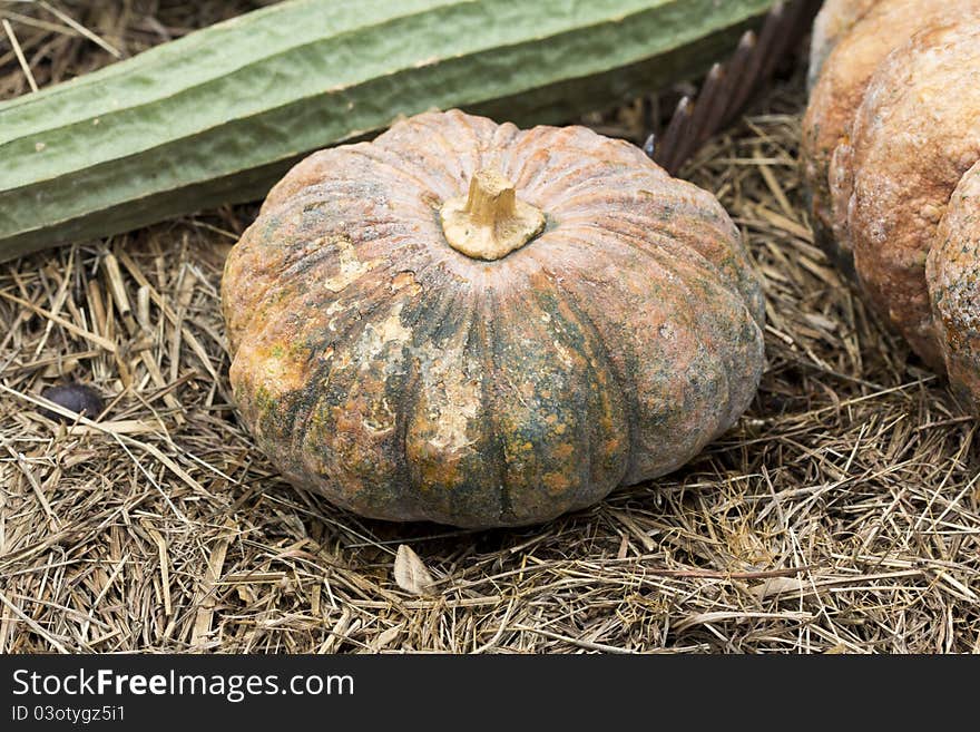 Pumpkin plants on rice straw