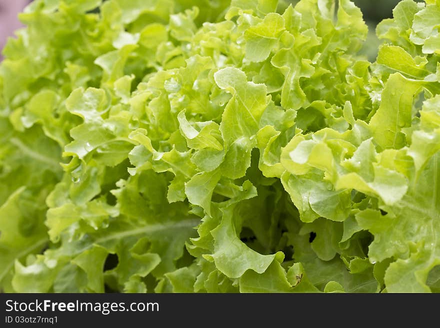 Lettuce growing