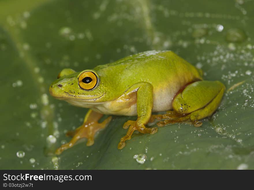 A Tinker Reed Frog perched on a leaf with drops of rain.