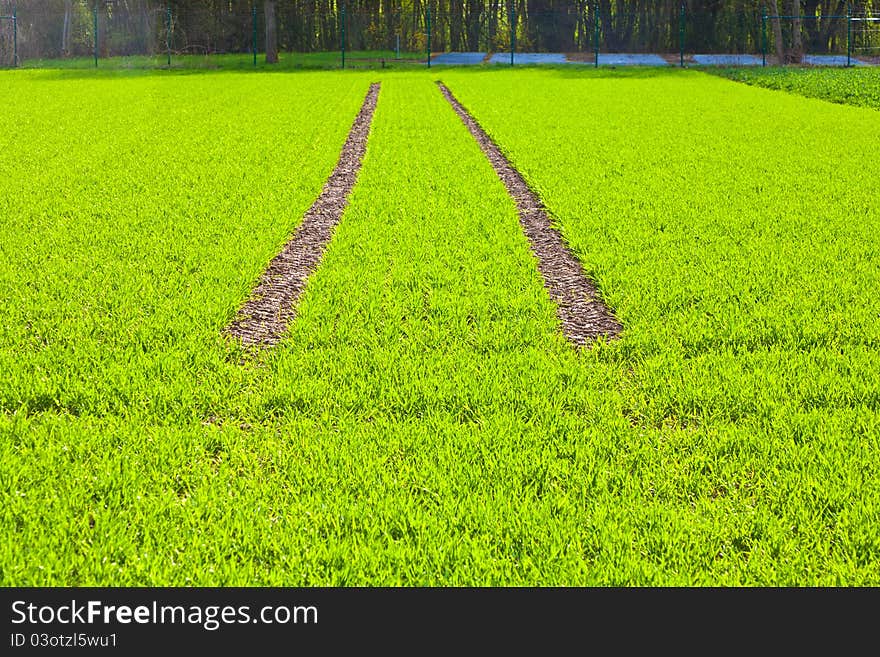 Tire Path In Field