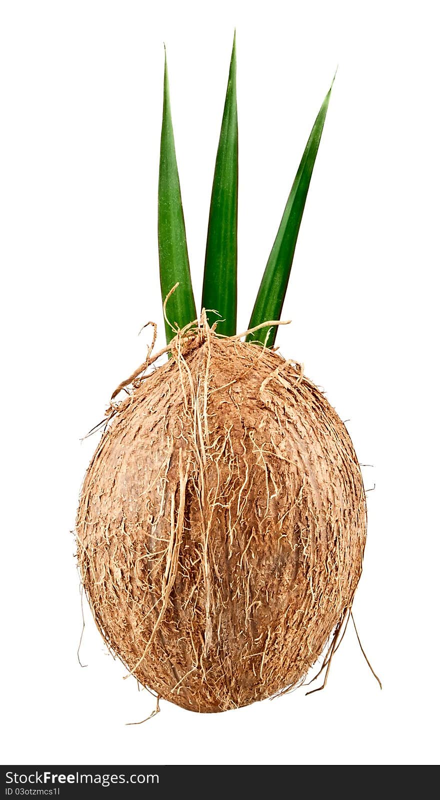 Coconut with leaves isolated on white background