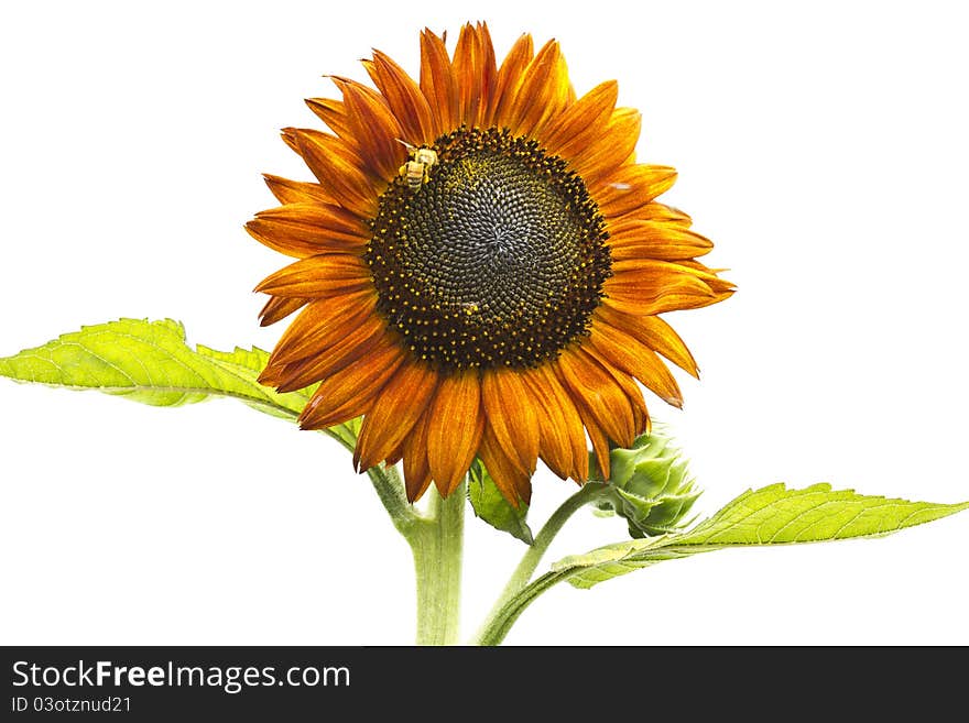 Beautiful orange Sunflower on white background. Beautiful orange Sunflower on white background