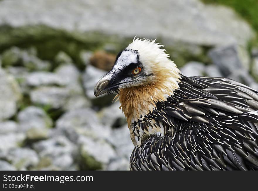 Bearded Vulture