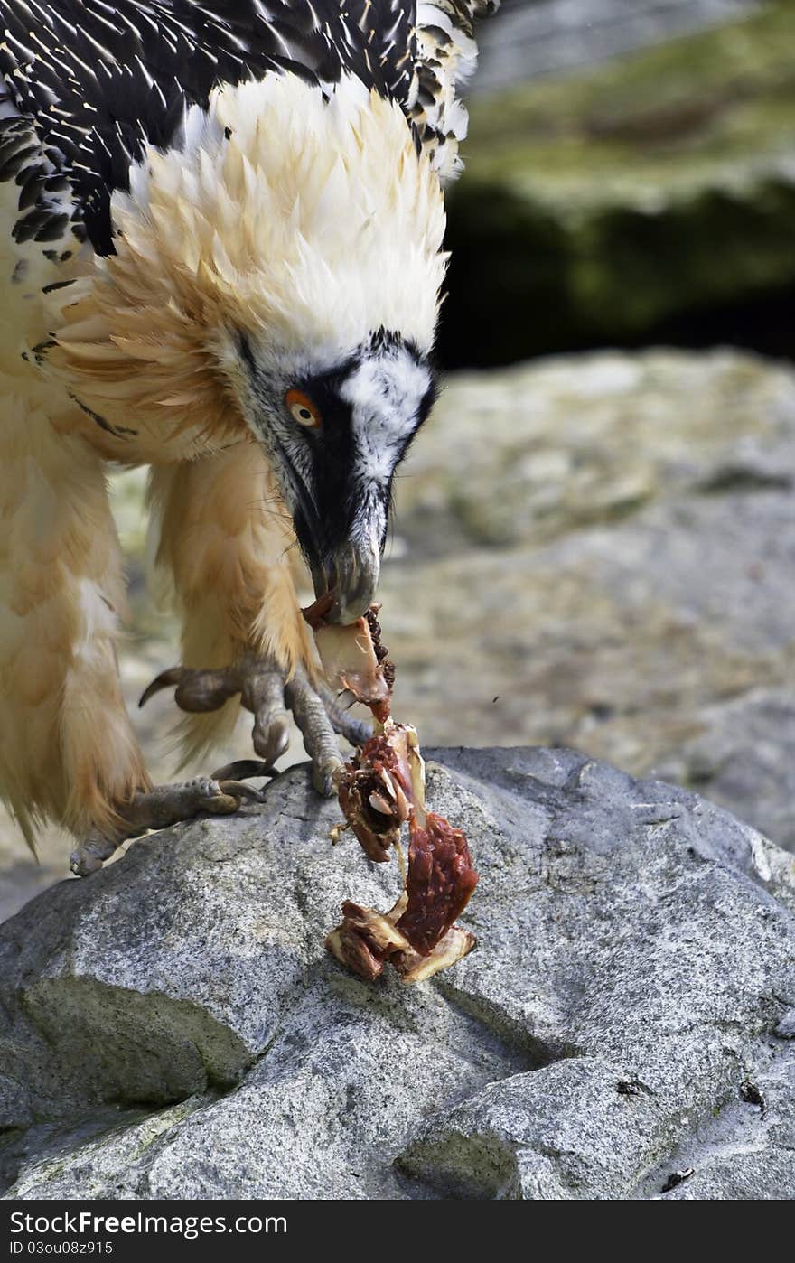 Bearded Vulture