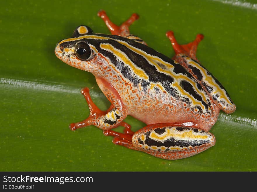 Painted Reed Frog