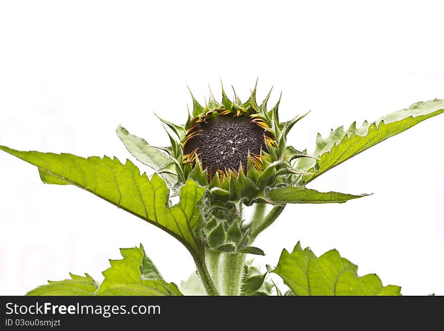 Young Sunflower on white background. Young Sunflower on white background