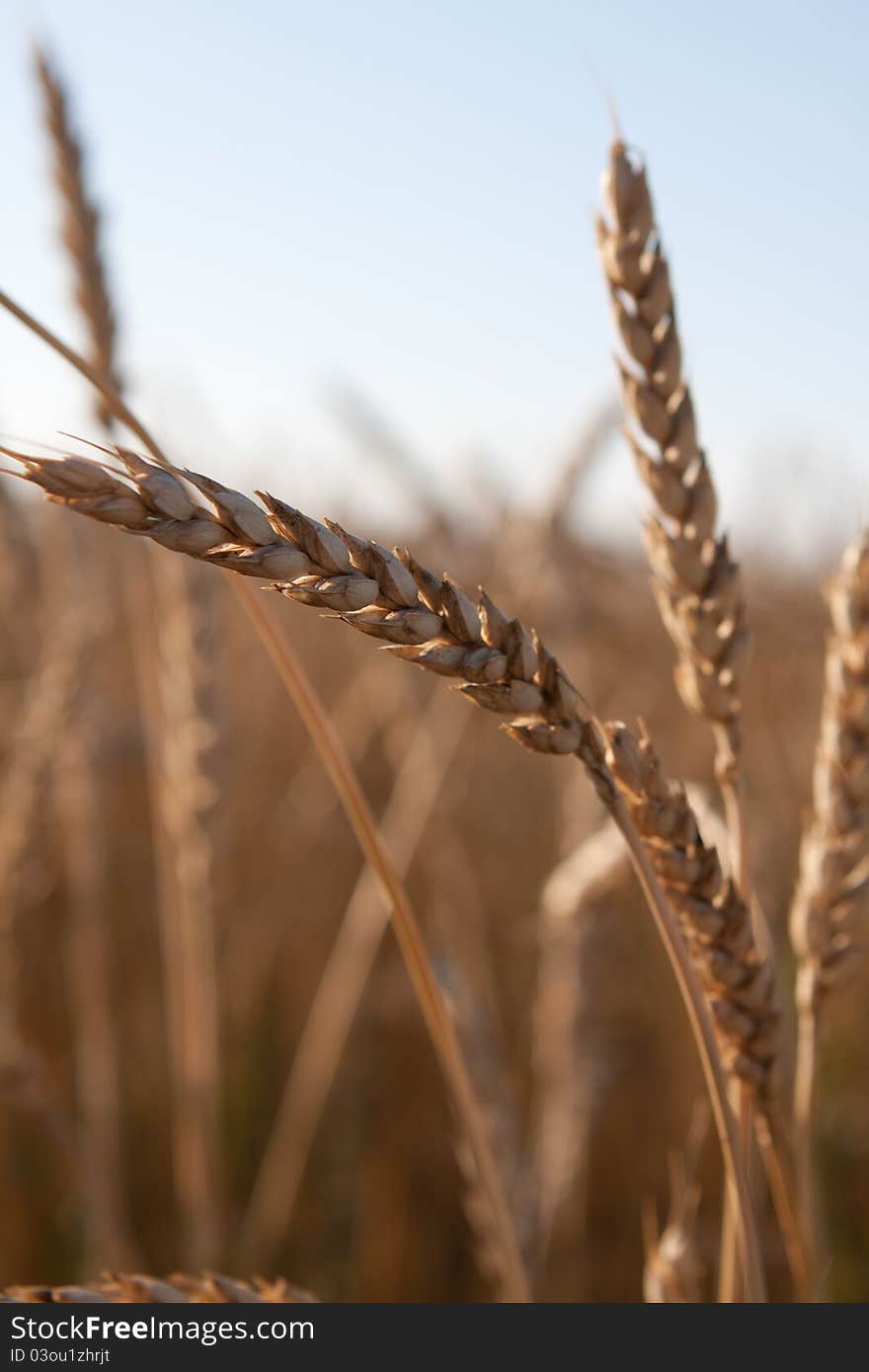 Ears Of Ripe Wheat Against The Dark Blue Sky