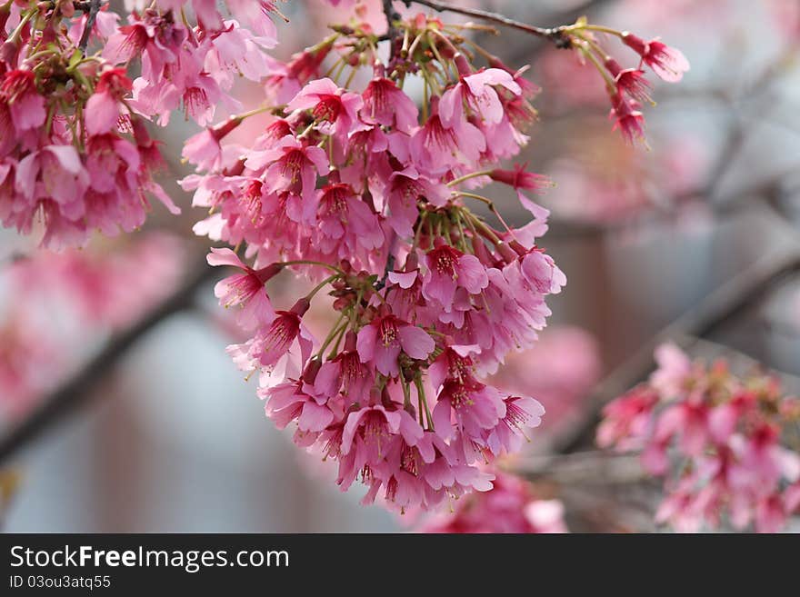 Blossom tree