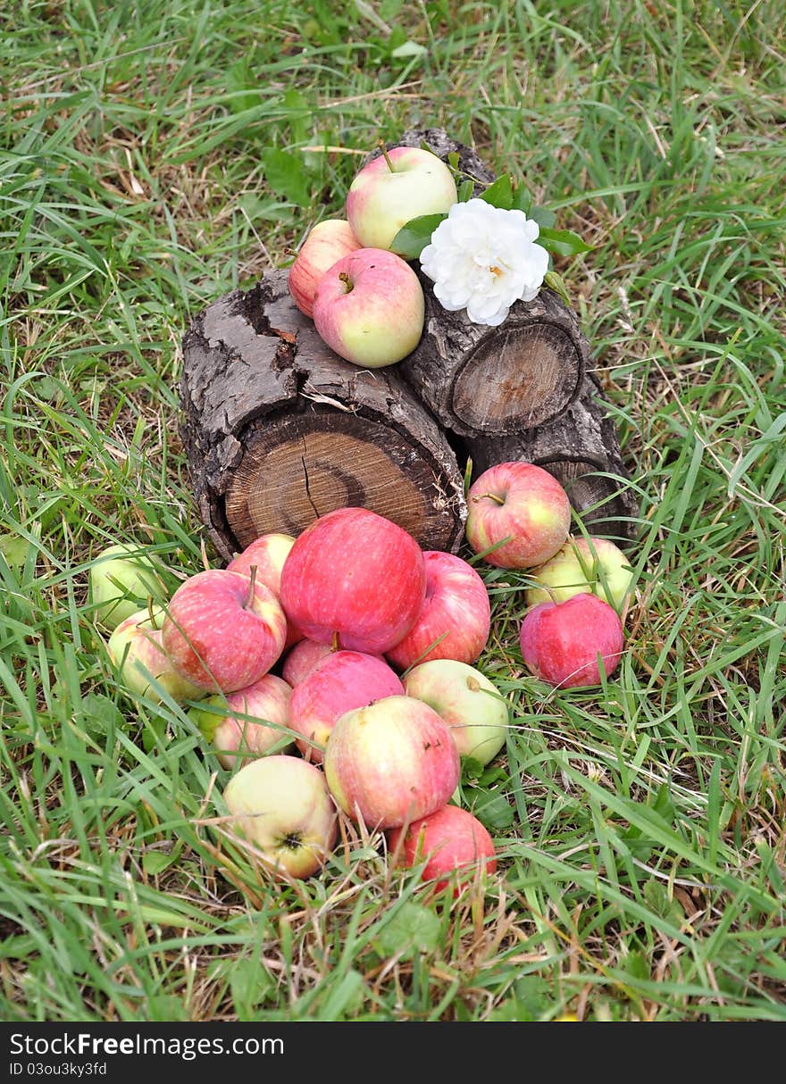 Apples in a grass on a stub