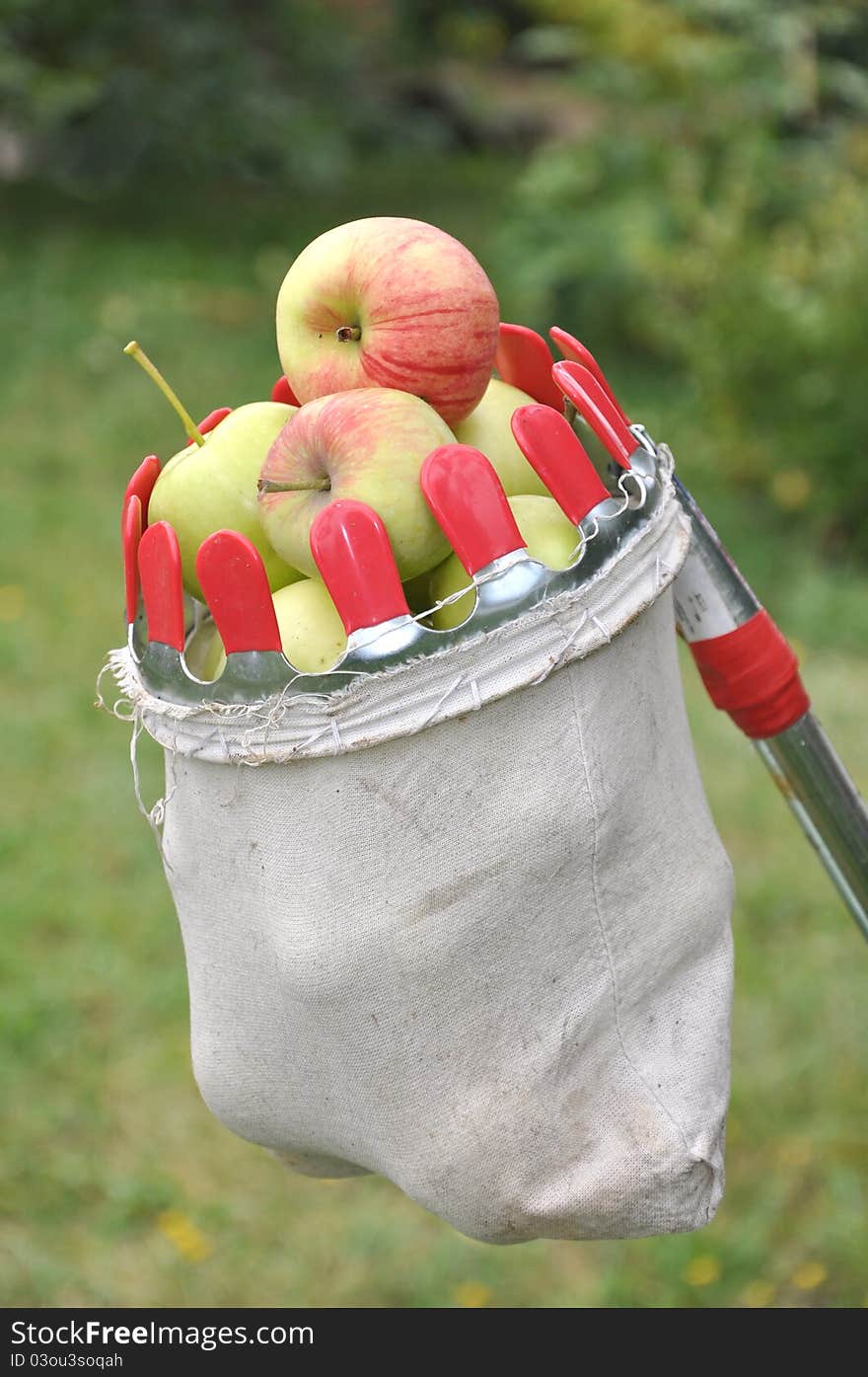 Apples in a bag for removal from a tree