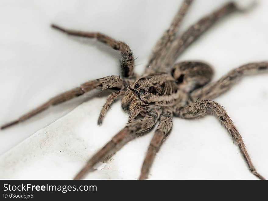 Large brown spider photographed on a white background stone up close.