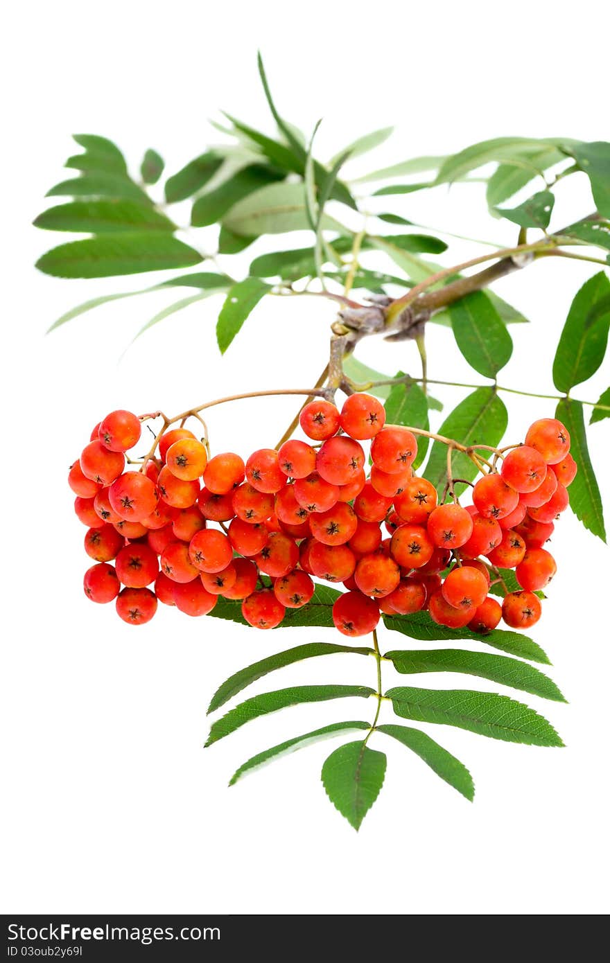 Rowan berries and leaves