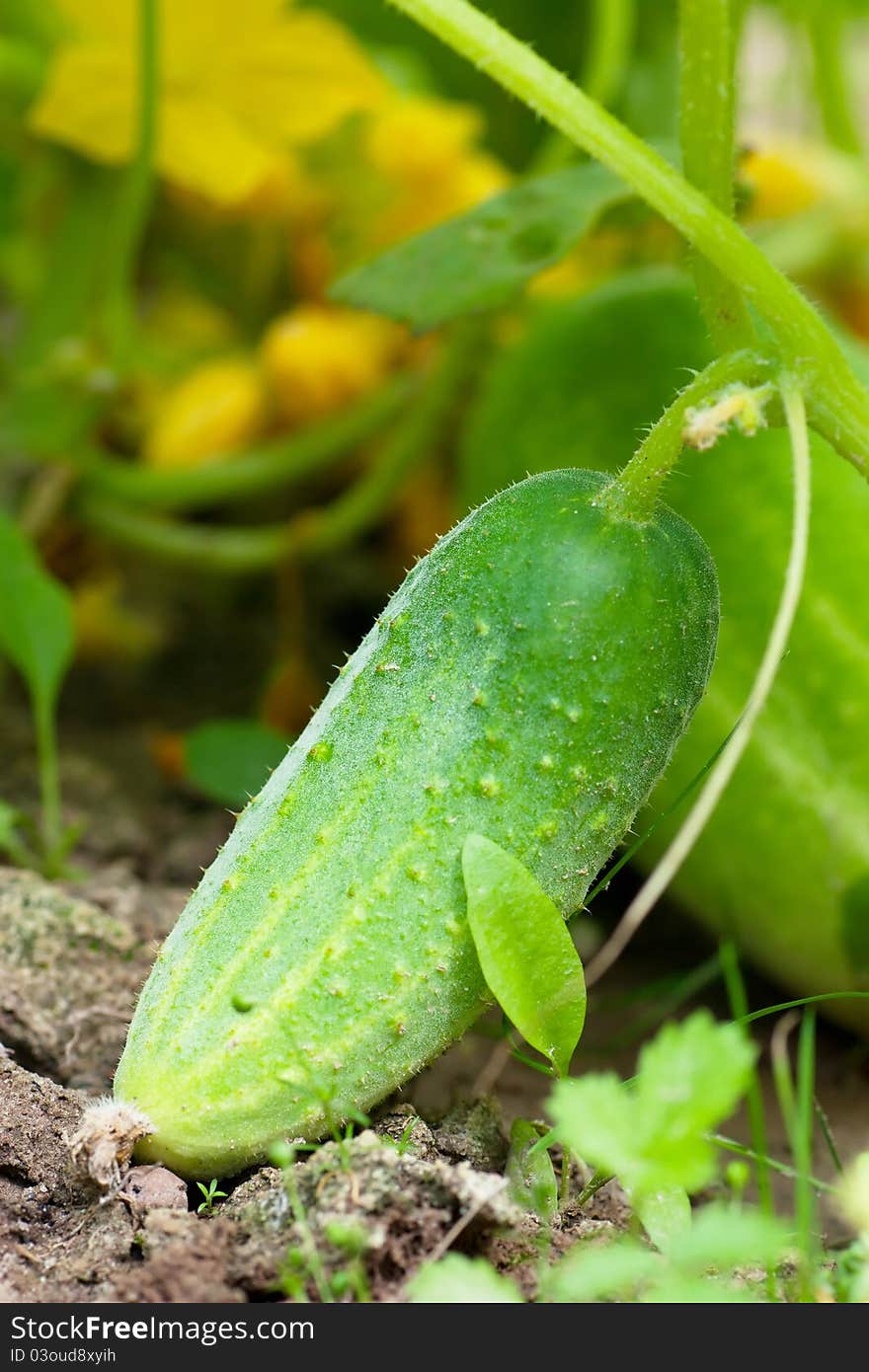 Green cucumber on a vine in a garden