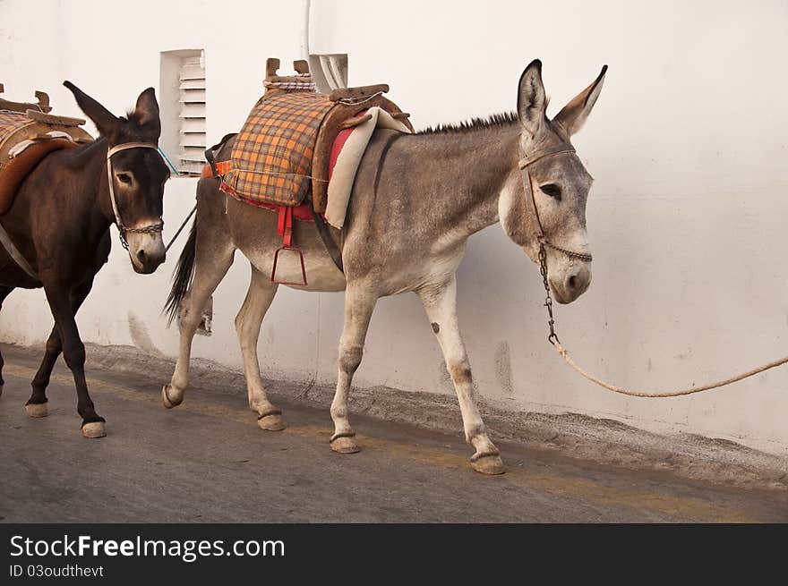 Two with saddles for riding. Two with saddles for riding