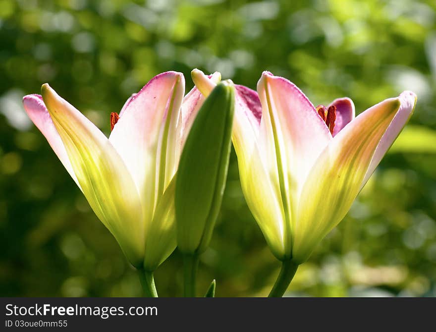 A pair of open lilies and one closed lily in a garden