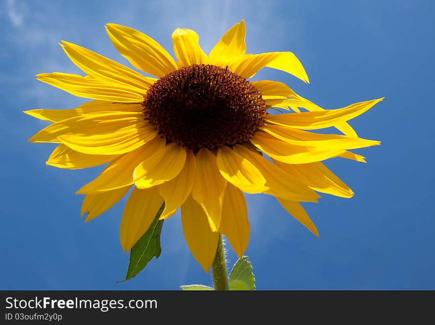 A sun-flower and blue sky. A sun-flower and blue sky