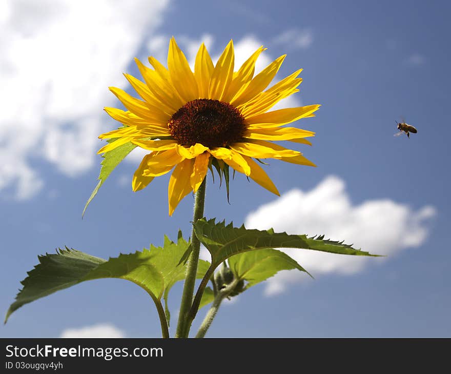 Sunflower