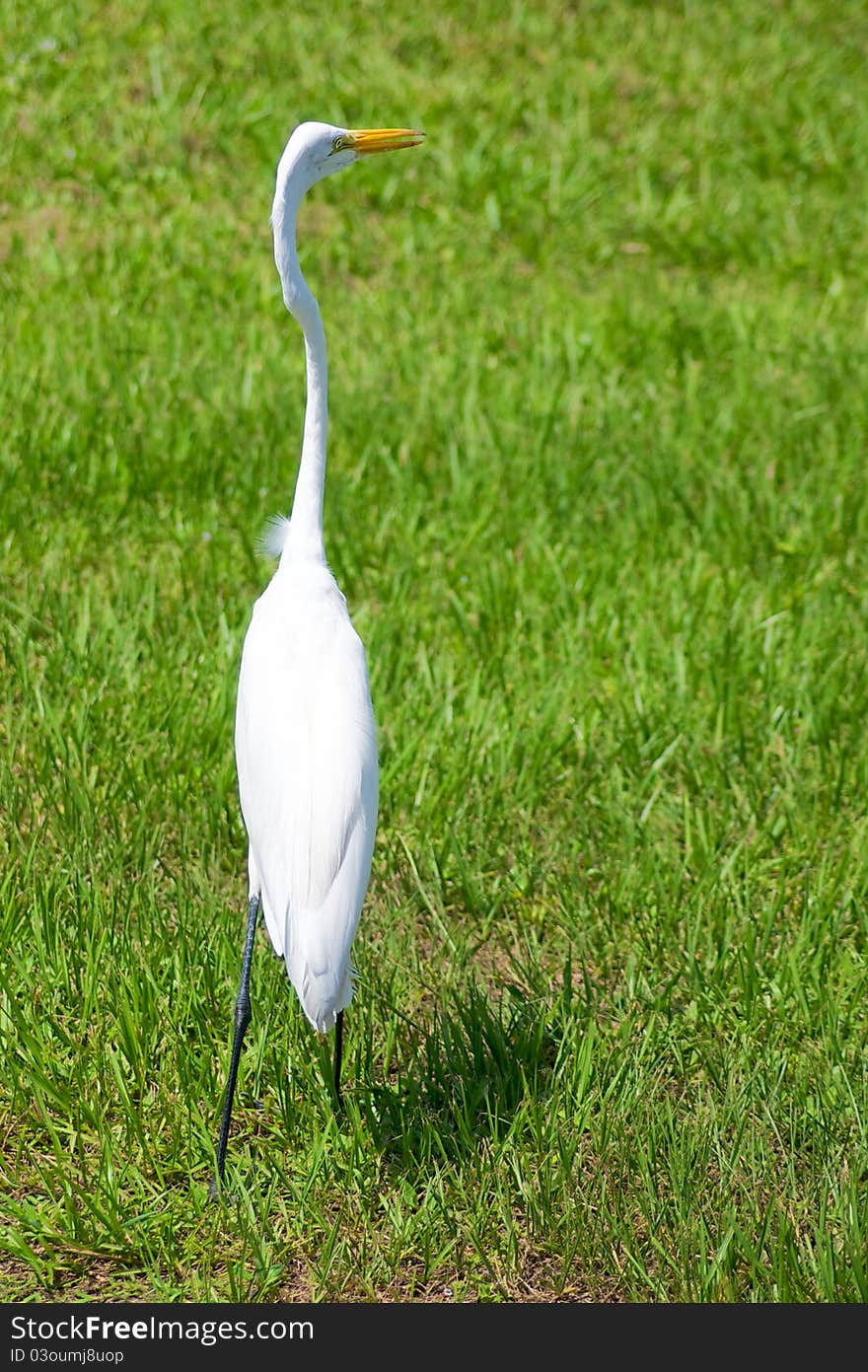 Alert Great Egret Or White Heron Looking Right