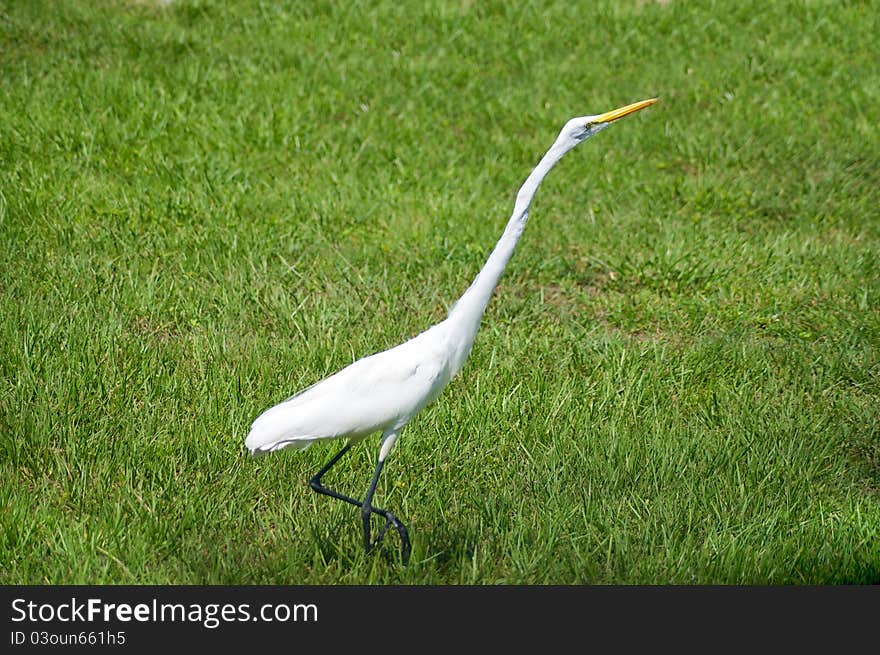 Alert Great Egret Or White Heron Walking Right