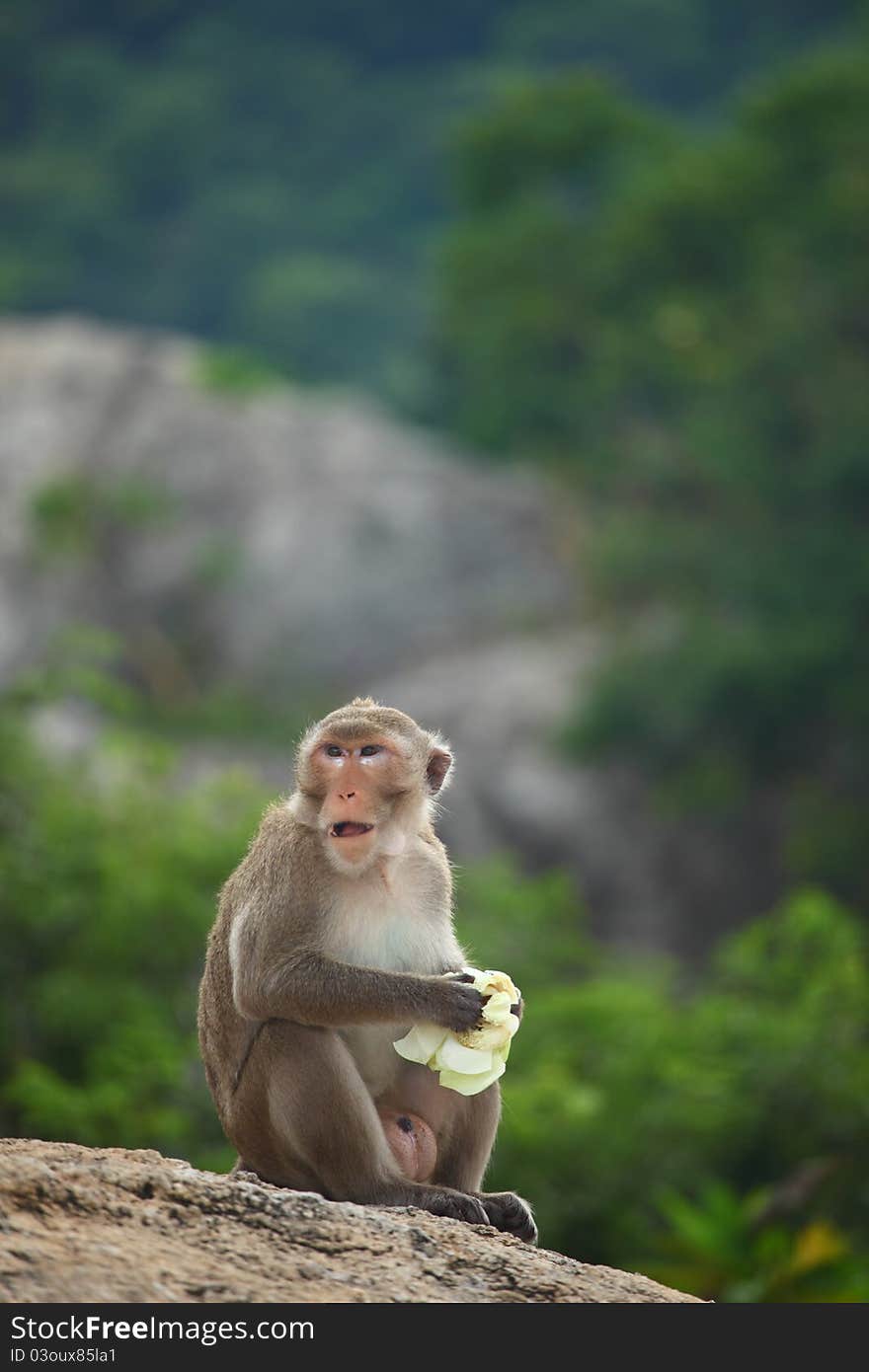 Monkey sitting on the rock mountain green background shallow depth of field