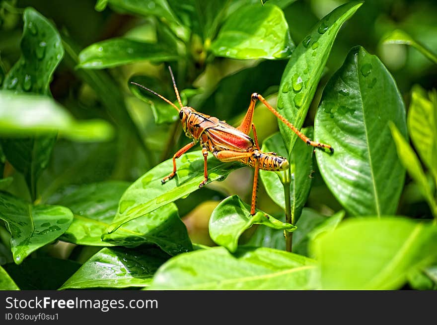 Orange toxic lubber grasshopper