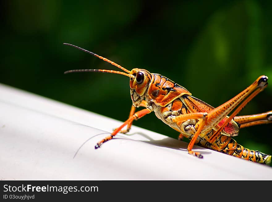 Toxic orange eastern lubber grasshopper