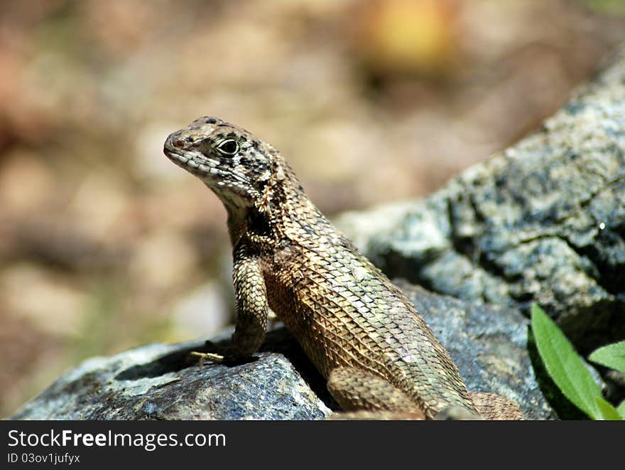 Cuban Lizard