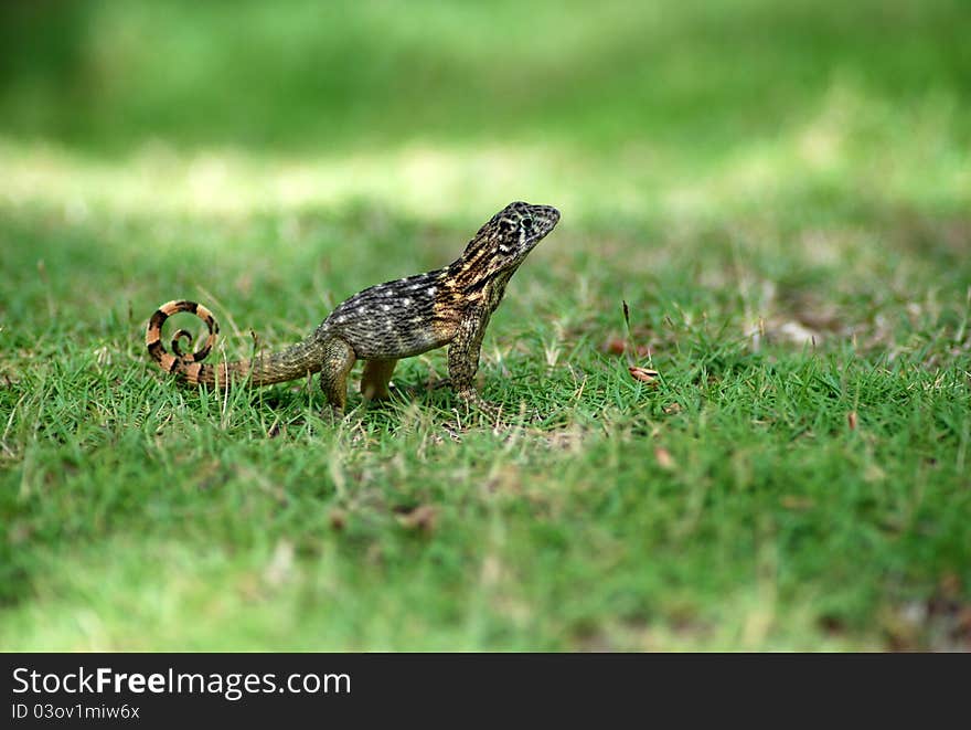 Cuban lizard