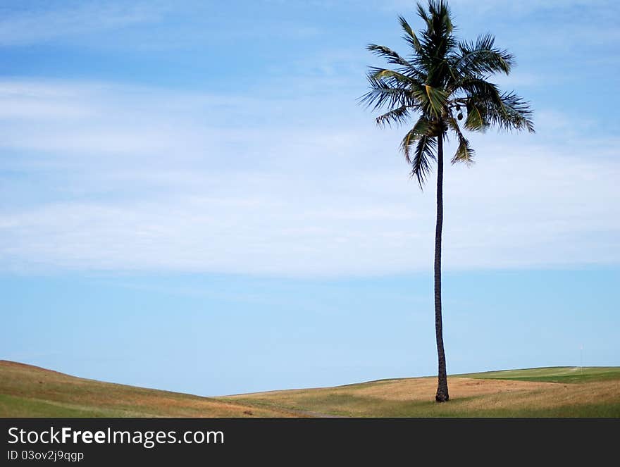 Lonely palm tree near the beach on the Atlantic ocean