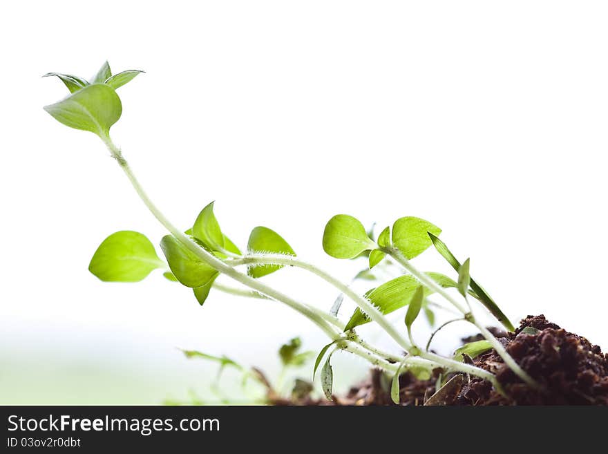 Grass growing from the fertile ground on a white background. Grass growing from the fertile ground on a white background