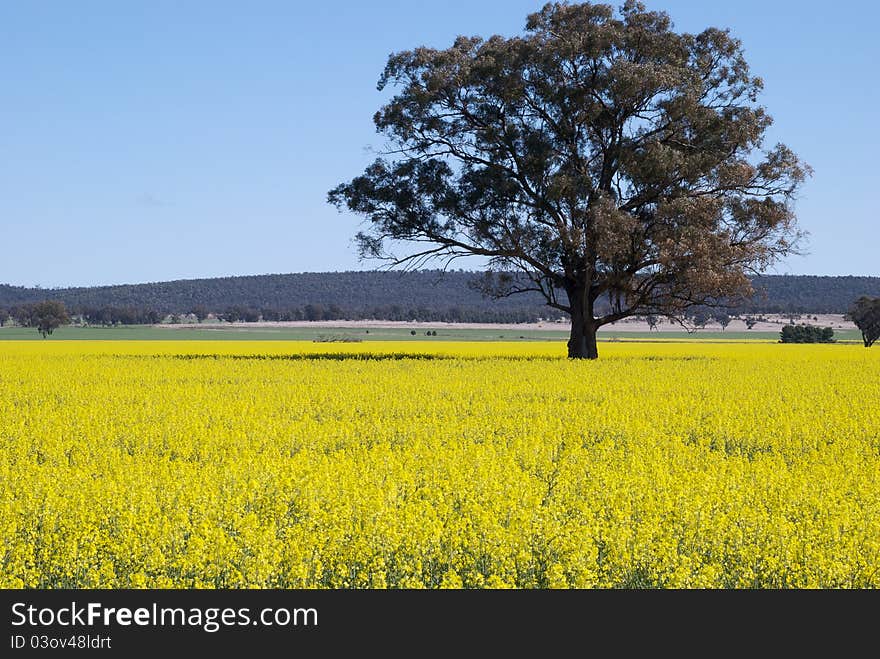 A eucalyptus tree in a canola paddock. A eucalyptus tree in a canola paddock