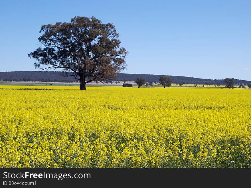 A gum tree in a canola paddock. A gum tree in a canola paddock