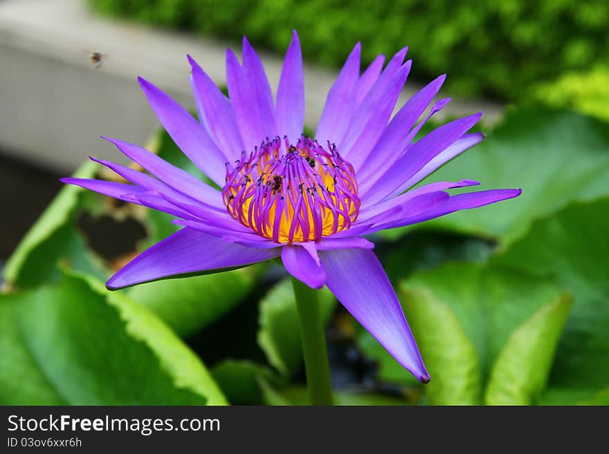 Violet lotus or water lily