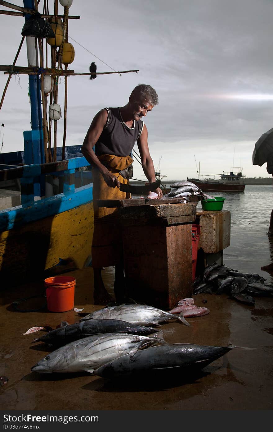 The fish market in Sri Lanka