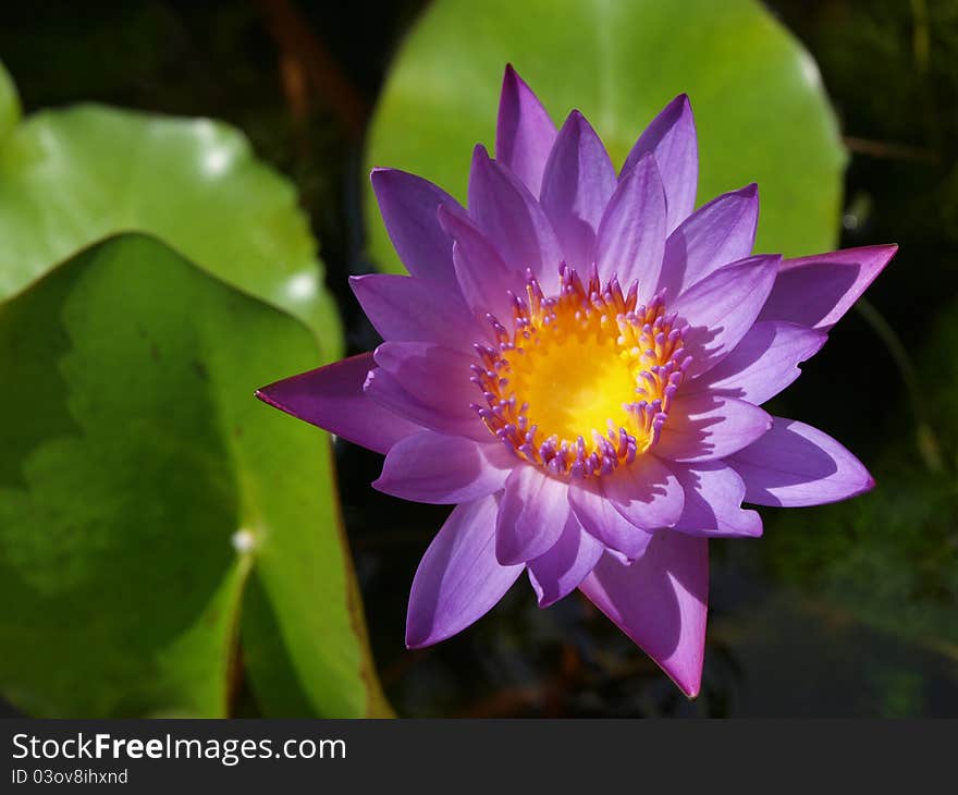 Purple waterlily in the small lake