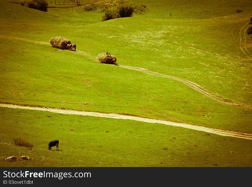 Farmers gathering hay from green pasture