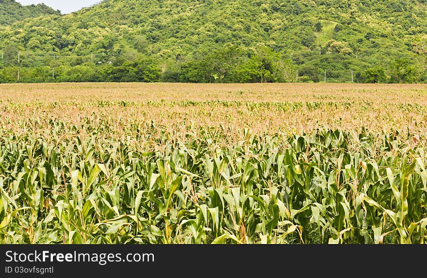 Agricultural landscape of corn field in Thailand