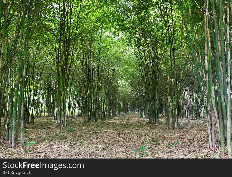 Bamboo trees growing in tranquil forest,Thailand